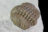 Detailed, Enrolled Lochovella (Reedops) Trilobite - Oklahoma #68631-3